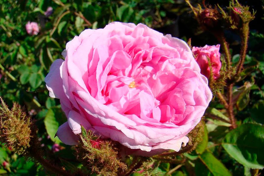 A Evolução dos Ingredientes Naturais nos Perfumes de Nicho Rosa de Maio