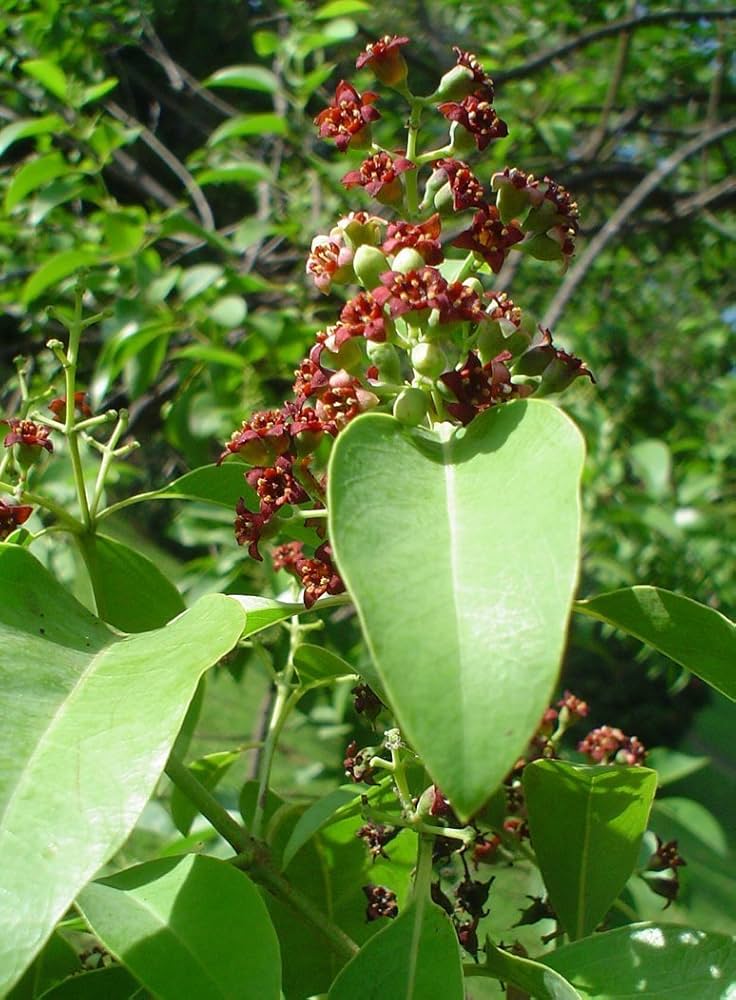 A Evolução dos Ingredientes Naturais nos Perfumes de Nicho