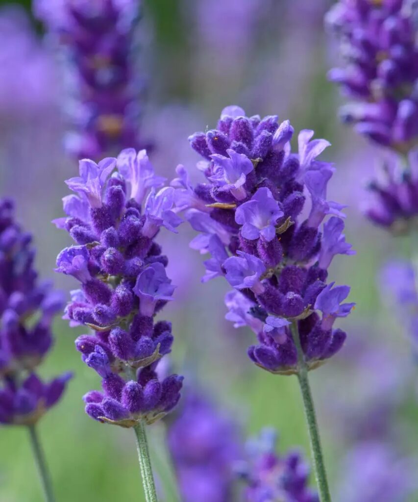 Perfumes de Nicho e Emoções Lavanda