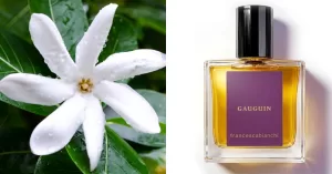 Perfume Gauguim